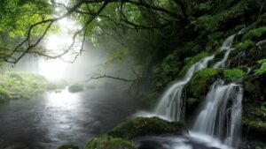 Relaxation Nature Video